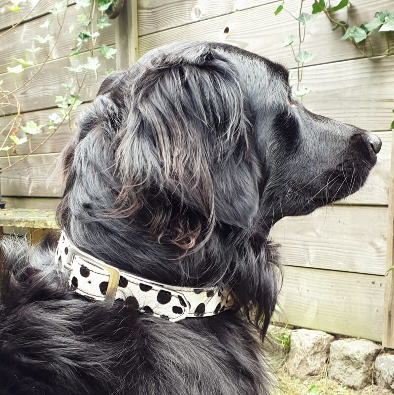 Schouderophalend Leed aanval Leren halsband hond 55cm | Puck Designs